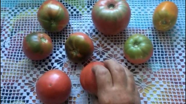 Томаты не созревают у плодоножки.. Почему возникают проблемы с окраской томатов?? смотреть онлайн