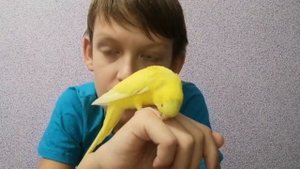 История Волнистых попугаев. *Как Волнистые попугаи распространились по всему миру*?