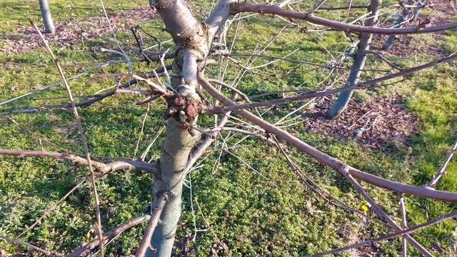 Κλάδεμα καρποφορίας κερασιάς sweet aryana Gi6. Winter cherry prunning смотреть онлайн