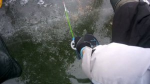 Зимняя Плотва.Безмотылка.Ловля на игру