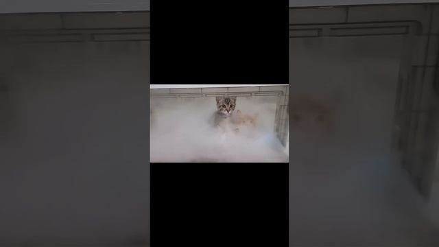 ДомашниеПитомцы