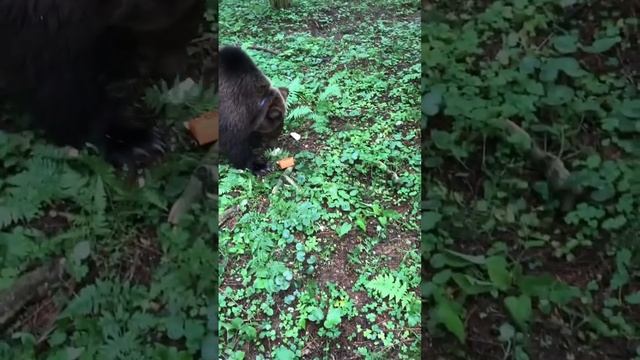 Медведь ест из рук смотреть онлайн