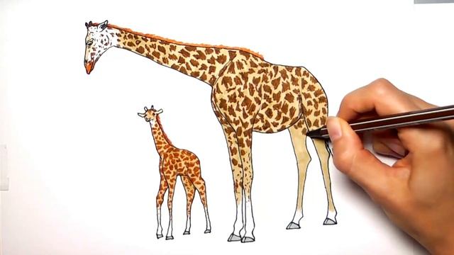 Как нарисовать жирафа - Раскраски с животными для детей - Учим цвета смотреть онлайн