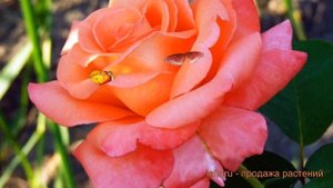 Роза чайно-гибридная Султан (rose imperatoris) ? роза Султан обзор: как сажать саженцы розы Султан