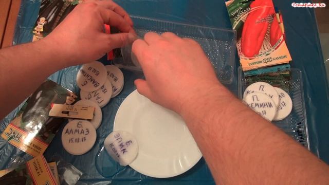 Проращивание семян перца и баклажан в ватных дисках смотреть онлайн