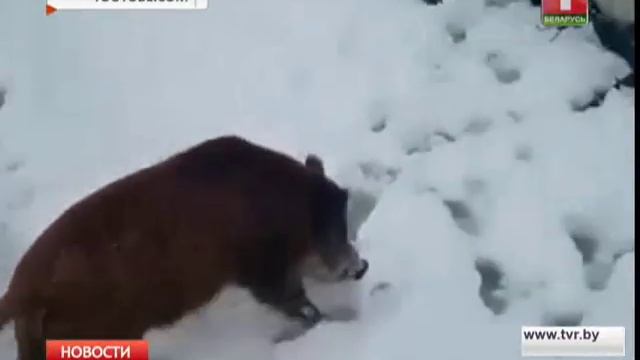 Дикие кабаны съели весь улов смотреть онлайн