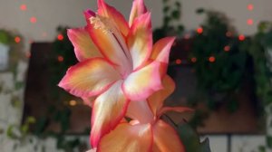 Schlumbergera hybrid - ‘Sangeeta’