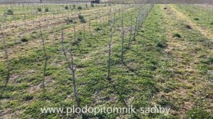 ПРАВИЛЬНАЯ обрезка ЯБЛОНЬ весной в питомнике плодовых деревьев и растений Сад для начинающих