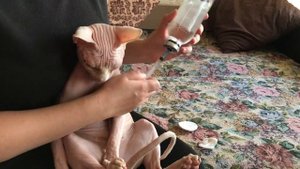 Бюджетное средство для обработки глаз у кошек? #сфинксы #котики