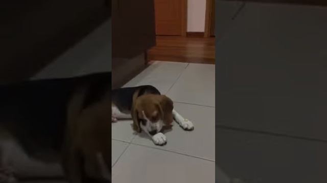 Beagle eating apple on his paw