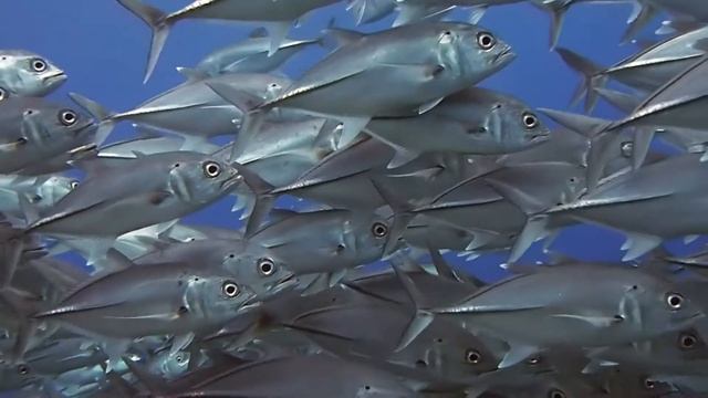 Расслабляющая музыка для крепкого сна, здорового отдыха, спокойной медитации. смотреть онлайн