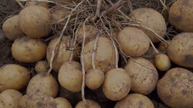 Популярные Сорта Картофеля смотреть онлайн