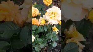 Розочка Голден эльза 🌹Царство роз