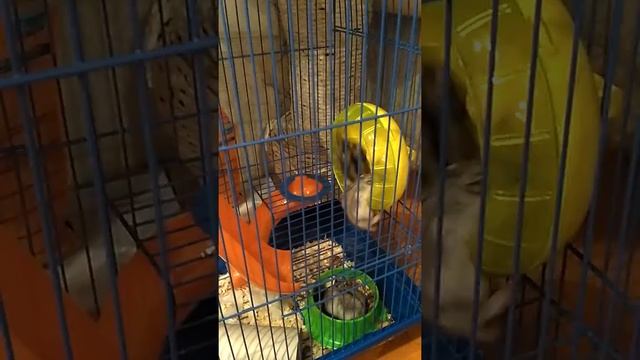 Содержание джунгарских хомяков. смотреть онлайн