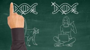 Одинаковые ошибки в ДНК человека и шимпанзе — признак эволюционного родства?