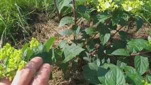 Пересадка гортензии из контейнера на постоянное место