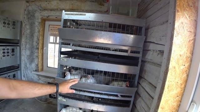 Отличное средство от асцита(водянки)бройлеров