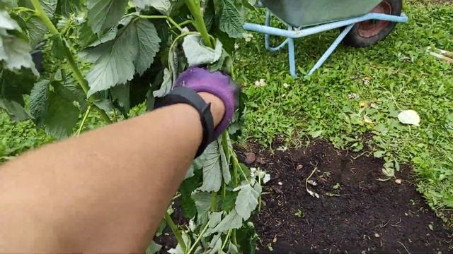 Обрезка малины после посадки смотреть онлайн