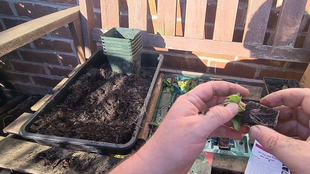 2021 Petunia plugs Mystical Midnight from Thomson & Morgan смотреть онлайн