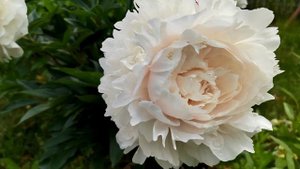 пион Соланж