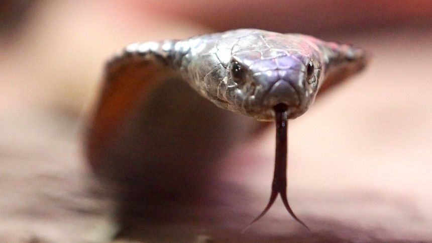 Гадюка по-соседству: жительницу Подмосковья спасают после укуса змеи