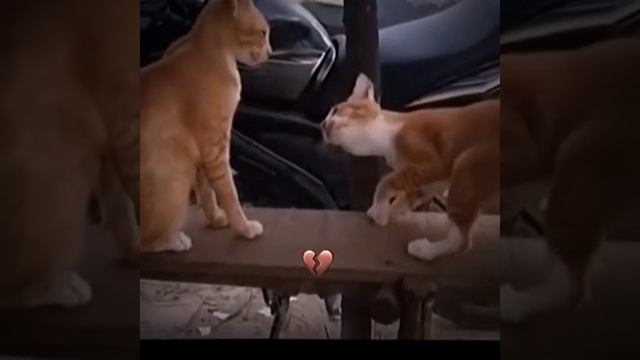 СМОТРИ И СМЕЙСЯ