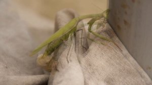 Самка богомола откладывает яйца. The female mantis lays her eggs.