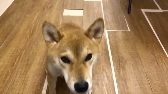 Сиба ину говорит по японски смотреть онлайн