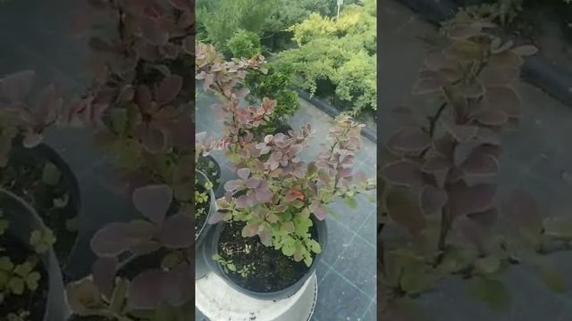 барбарис Тунберга голден ринг смотреть онлайн