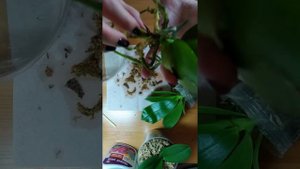 Орхидея-сюрприз! Пересадка деток орхидей размера 2,5 в постоянный горшок. (часть 1)