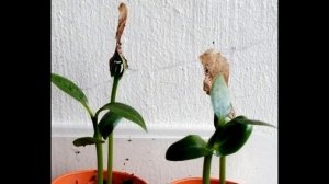 Growing Plumeria Seeds