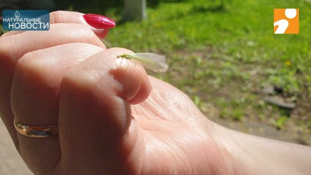 Тверские златоглазки - ровесники динозавров смотреть онлайн