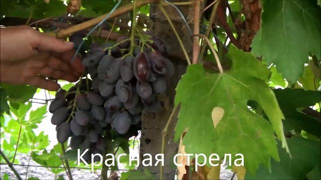 Красная стрела смотреть онлайн