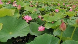 Цветение лотосов Хабаровский край 2022г