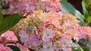 Гортензия крупнолистовая Со Лонг Санни 🌿 обзор: как сажать, саженцы гортензии Со Лонг Санни