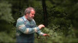 Калина из леса на свой участок