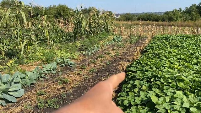 МИНИМУМ ДВА УРОЖАЯ ✅ОВОЩЕЙ с овощей//Как избавиться от крестоцветной блошки на капусте смотреть онлайн