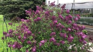 Bloomerang Dark Purple Lilac | gardencrossings.com