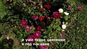 Флорибунда Твайлайт Зоун - Rose Twilight Zone. В этой розе все нравится, одна из самых любимых!