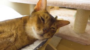 「ほのぼの猫動画」ねこの休日（アビシニアン/Abyssinian cat）