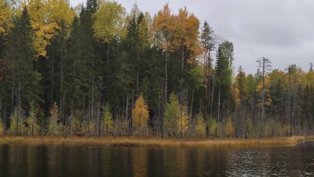 Осень. Птицы улетают на юга. смотреть онлайн