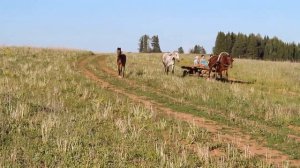 Земляк в русской упряжи