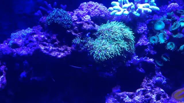 Кормление морских рыб смотреть онлайн