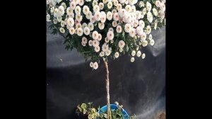 Штамбовое хризантемное дерево. Формирование штамба из кустовой хризантемы.