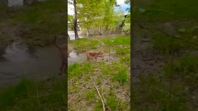 Сколько собаке нужно для счастья?