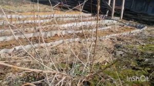 Обрезка молодого крыжовника