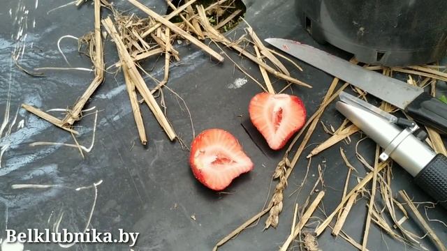 Сорт клубники Флорентина ? НСД. Belklubnika.by.mp4 смотреть онлайн