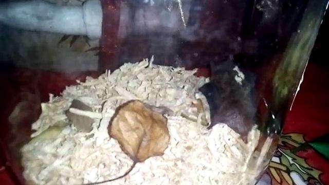 моя мышка смотреть онлайн