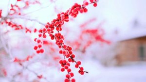 Кисть рябины -  муз  Е  Фиштик, сл  С  Шумилова. исп. С. Шумилов