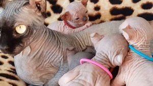 Сфинкс/Эльф  котята 2 недели. Sphynx/Elf  Kitten  2 woche.??